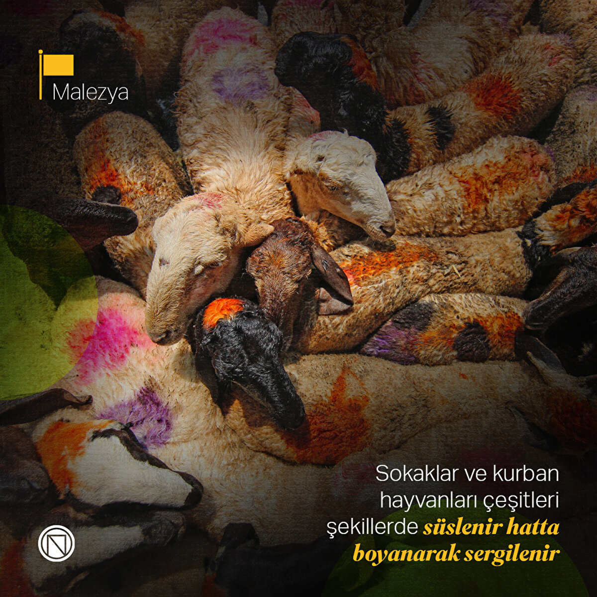 Malezya

Sokaklar ve kurban hayvanları çeşitleri şekillerde süslenir hatta boyanarak sergilenir