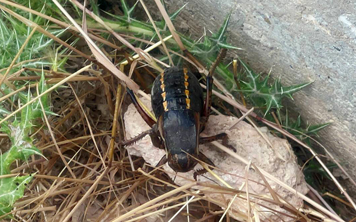 'TÜRKİYE'DE 700'ÜN ÜZERİNDE ÇEKİRGE VAR'<br>Türkiye'de 700'ün üzerinde çekirge türü bulunduğunu kaydeden Akdeniz Üniversitesi Fen Fakültesi Biyoloji Bölümü Zooloji Ana Bilim Dalı'ndan Prof. Dr. Battal Çıplak, yamyam tombul çekirgelere ilişkin, "Türkiye'de bulunan çekirgelerin birçoğu gibi yamyamlık yapar ve kendi türünü yer. Aslında o yamyamların çoğu otla beslenir ama az sayıda tür avcıdır. Yamyam çekirgeler, iyi çekirgelerdir. Şöyle ki; diğer zararlı böcekleri tüketir ve avlarlar. Bu da zararlı böceklerin tükenmesi ve kontrolü açısından iyidir" dedi.