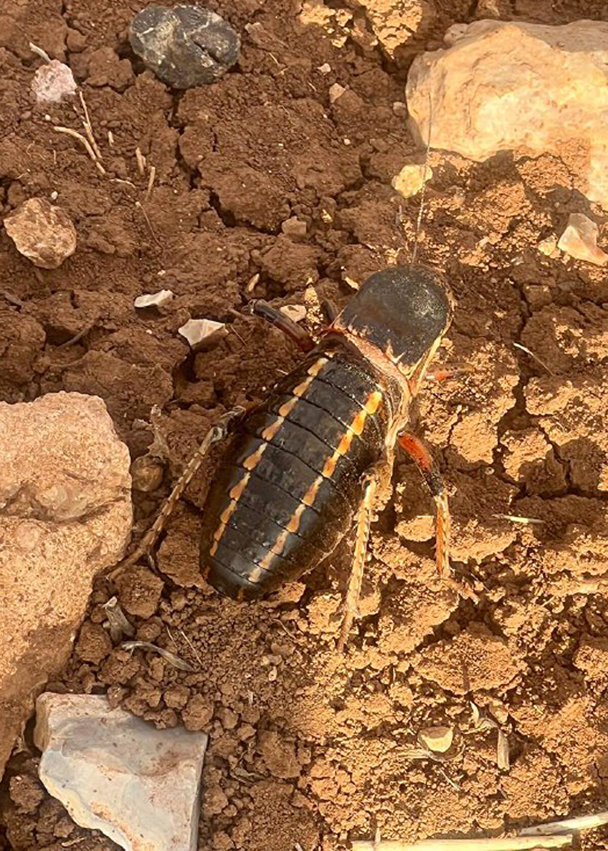 'BİRÇOĞUNUN SOYU TEHLİKE ALTINDA'<br>Dicle Üniversitesi Zooloji Ana Bilim Dalı Başkanı Prof. Dr. Ali Satar ise türün endemik bir çekirge türü olduğuna dikkati çekti. Prof. Dr. Satar, "Halk dilinde yamyam ya da tombul çekirge olarak bilinir. Ülkemizin birçok yerinde farklı türlerini görebiliyoruz. İnsanlara herhangi bir zararı yok. Zaten birçoğunun soyu tehlike altında. Şekil olarak diğer çekirge türlerinden biraz farklıdır. Yaşadıkları yerler biraz daha yüksek yerlerdir. Dağlık bölgeleri tercih ediyorlar. Gördüğümüz çekirge ise Mardin'in Midyat ilçesinde çekilmiş. Bu çekirgelere zarar vermeyelim" dedi.