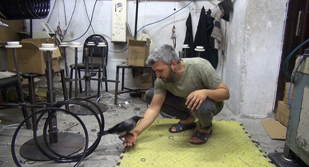 "BİRLİKTE MAÇ İZLİYORLAR"<br>Kargayla aralarında bir bağ oluştuğunu belirten Yasin Varol, "Eniştem aradı. 'Yasin karga bakar mısın?' dedi. Bakarım dedim. Yerde yavruydu daha. Aldım getirdim dükkana. Bir aydır bende. Yavaş yavaş uçmaya başladı. Etle beslemeye başladım. Suyunu şırınga ile vermeye başladım. Kral ismini koydum. Kargaların akıllı olmasından dolayı kendisine Kral ismini koydum. Ben almasan kedi kapacaktı.