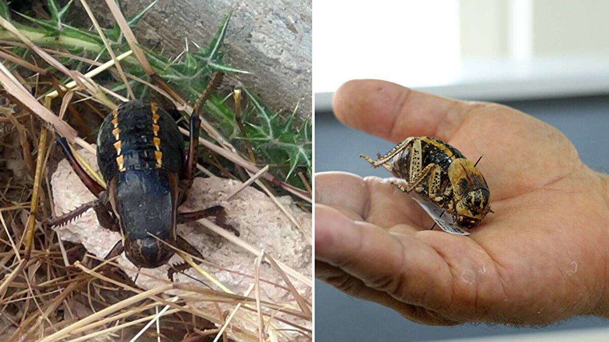 Doğada nadir bulunan ve 'tombul çekirge' ya da 'yamyam tombul çekirge' olarak adlandırılan çekirge, Mardin'in Midyat ilçesinde görüntülendi. 