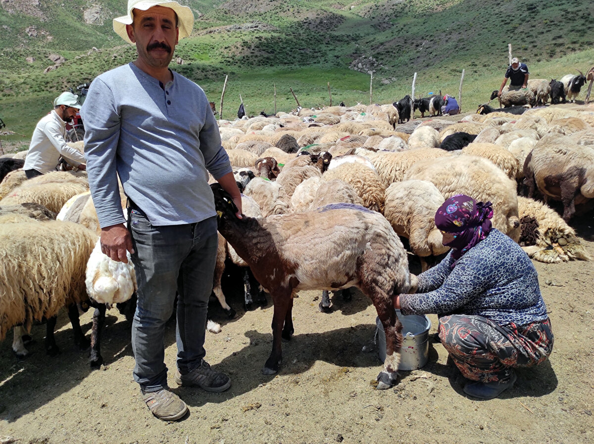 Yaylada koyun kırpan besiciler de son yıllarda köydeki küçükbaş hayvan sayısının azaldığını, buna rağmen çoban bulmakta sıkıntı çektiklerini dile getirdi.