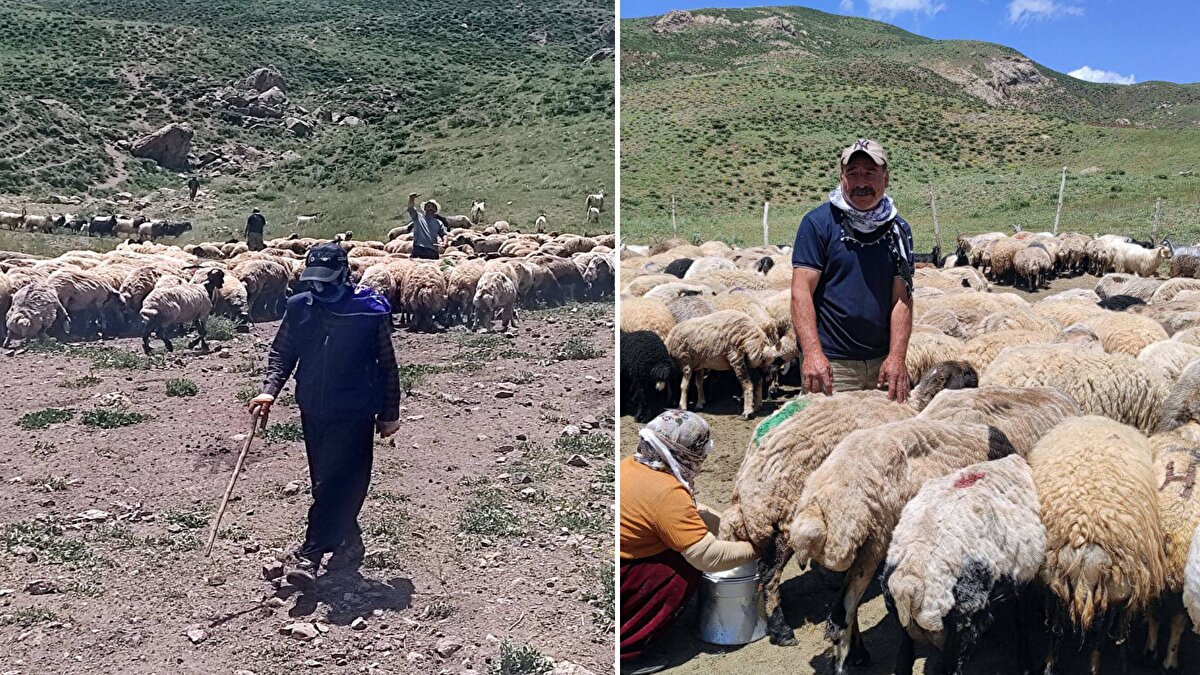 Boybeyi köyünde sürüye bakan Ali Ahmedi, "Çobanlık zor ama ailemin geçimini sağlıyorum" dedi.
