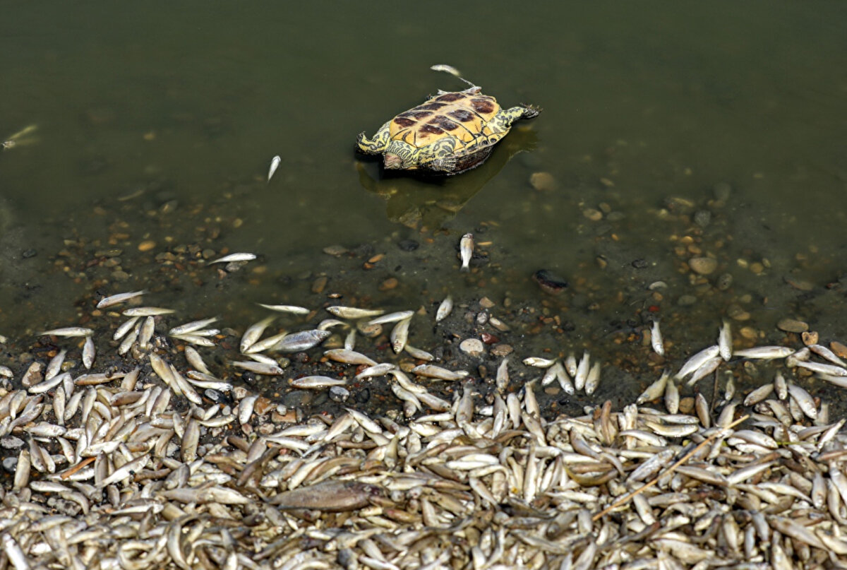 Büyük ölçüde kurak olan Irak, Birleşmiş Milletler tarafından iklim değişikliğinin bazı etkilerinden en çok etkilenen beş ülkeden biri olarak gösteriliyor.<br>