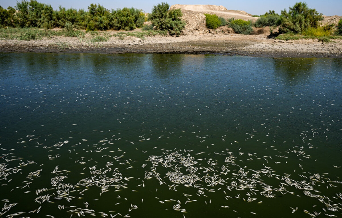 Irak Çevre Bakanlığı için bataklıklarını denetleyen Meysan eyaleti yetkilisi Hızır Abbas Salman​, yaptıkları arazi analizlerine göre, sudaki oksijen seviyesinin azaldığını ve tuzluluk seviyesinde ise artış olduğunu gözlemlediklerini belirtti. Ayrıca balıkların ölmeye devam ettiğini de ekledi.