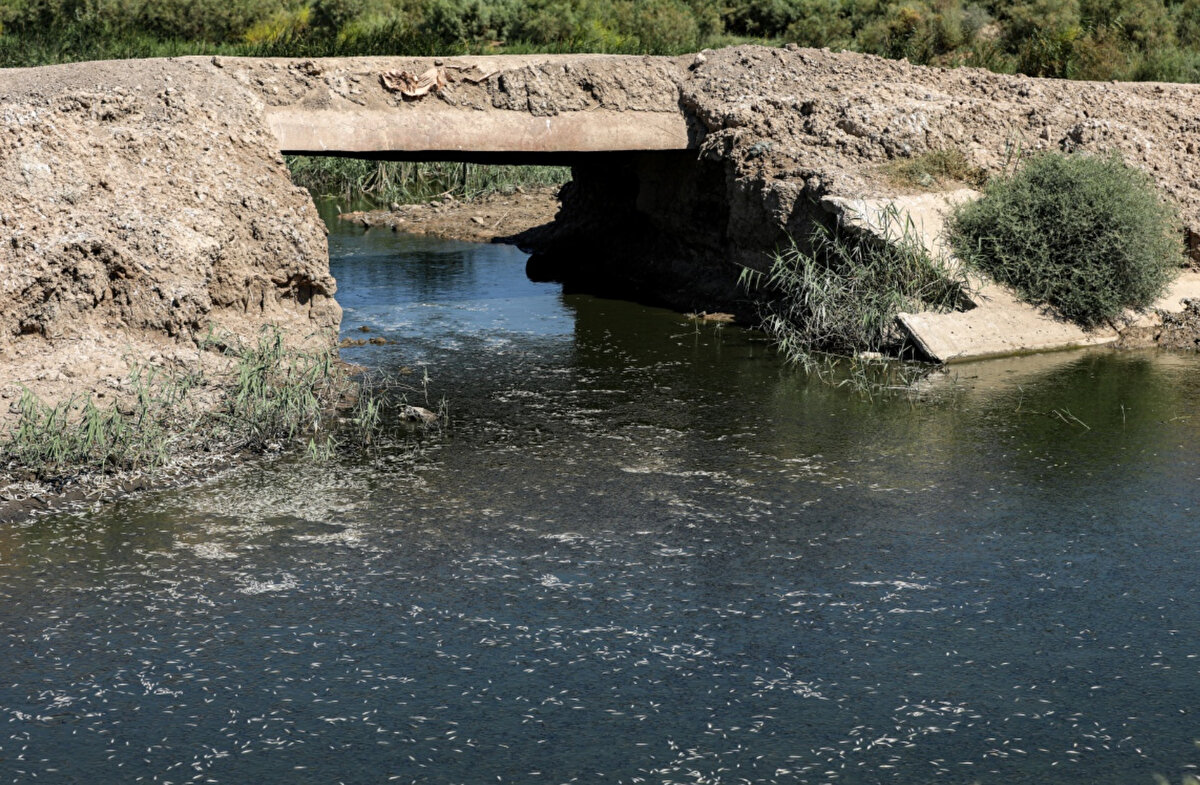 Ölü balıklar, İran sınırındaki Meysan eyaletindeki Majar al-Kabir'de kıyılara vurdu. Bölge, Dicle Nehri'nin taşkın yatağında zaten küresel ısınmanın etkilerinden muzdarip olan efsanevi bataklıklara ev sahipliği yapıyor.