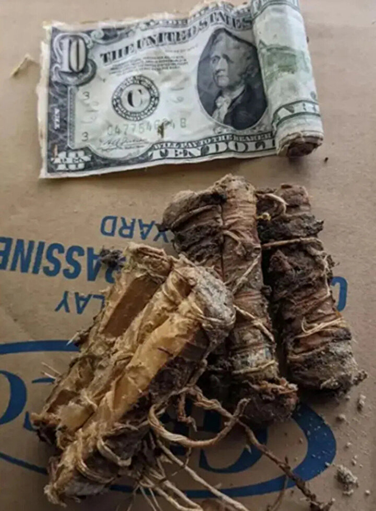 NJ Advance Media’ya konuşan Gilson, “Yeşil bir kağıt görünce onun para olduğunu anladım. Birbirine bağlı küçük rulolar şeklinde saklanmıştı. 