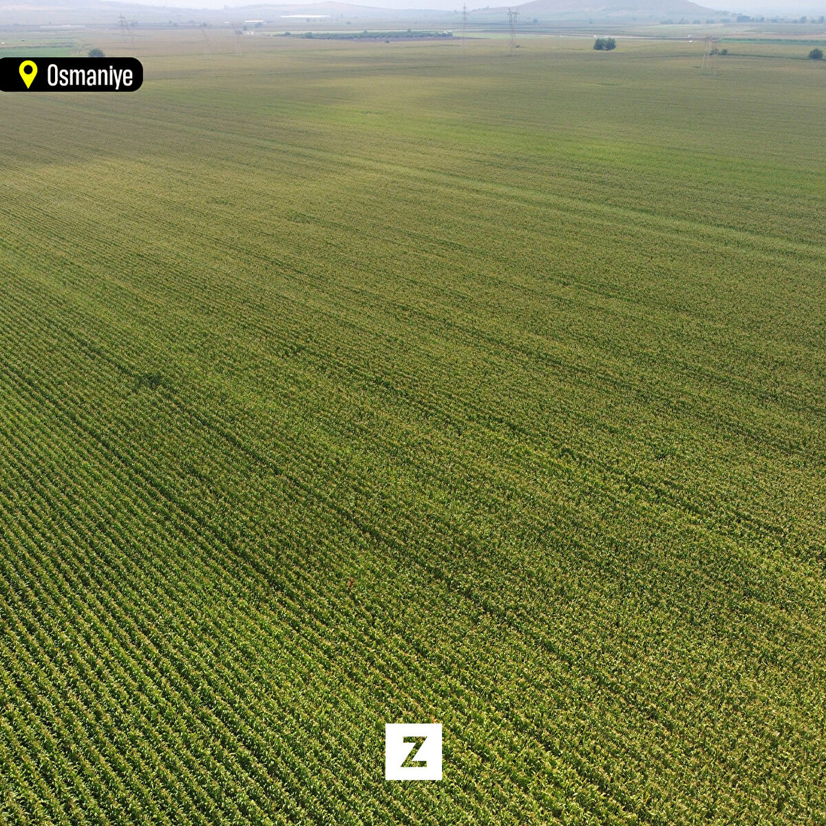 Osmaniye'de geçen yıla göre ekim alanı artan mısırda rekoltenin, mevsimsel yağışların da etkisiyle 500 bin tonu geçmesi bekleniyor.