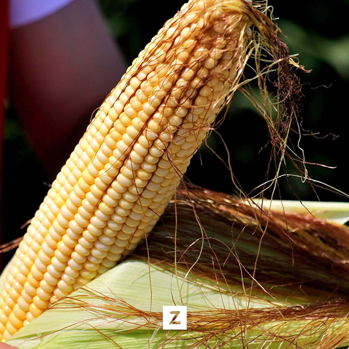 Ekim alanının geçen yıla göre yüzde 8 artarak yaklaşık 425 bin dekara ulaştığı kentte üreticiler, ilin baharda aldığı yağışların desteğiyle verimin yüksek olmasını bekliyor.