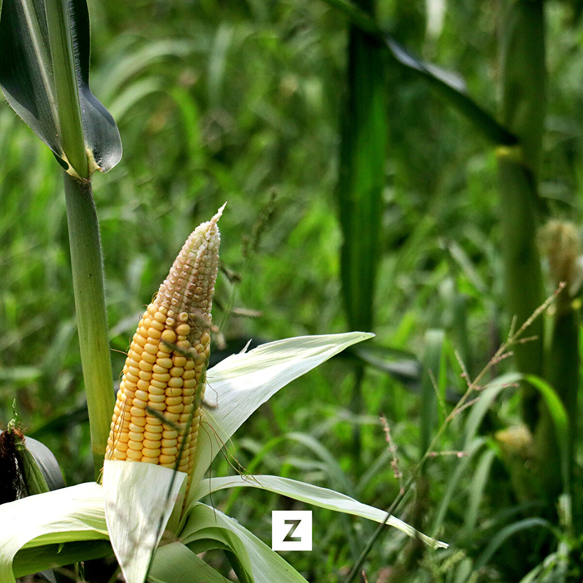 Türkiye İstatistik Kurumu (TÜİK) verilerine göre, mısır üretiminde altıncı sırada yer alan kentte çiftçiler, şubatta ekimini yaptıkları ürünleri bu ay içerisinde hasat etmeye hazırlanıyor.