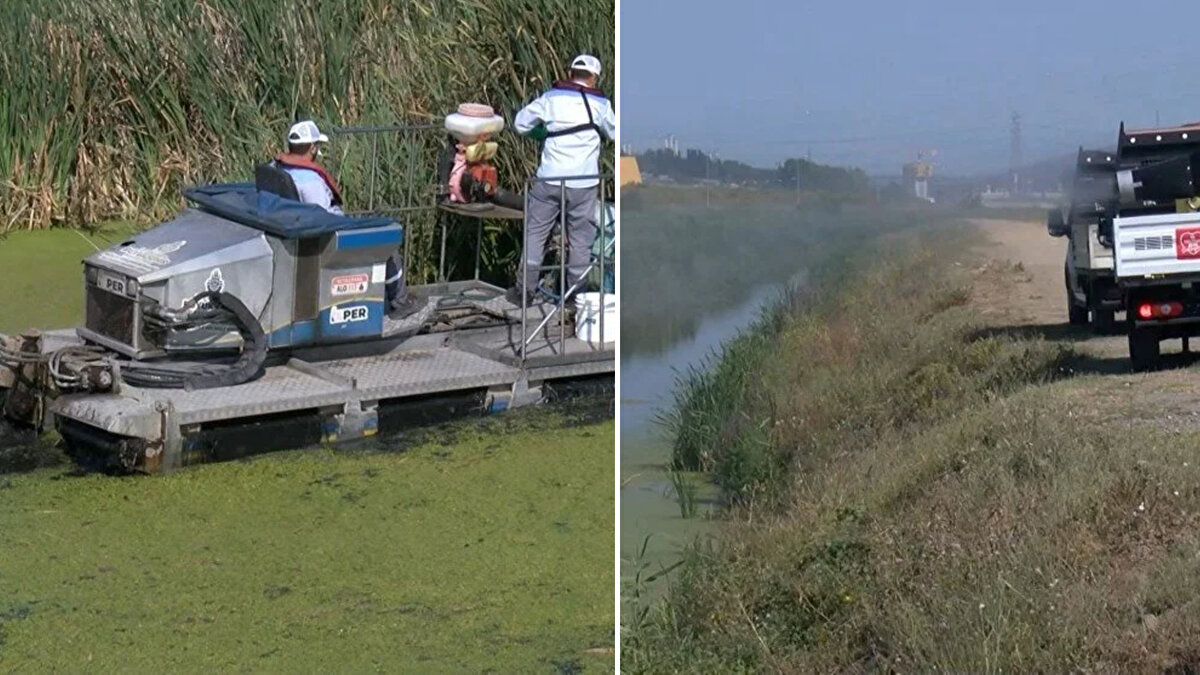 Avcılar Yeşilkent Mahallesi'ndeki derenin çevresinde bulunan sokaklarda artan sivrisinekler, burada yaşayan vatandaşlarda kaşıntı ve yaralara neden oldu. Mahalle sakinleri, sivrisinek kaynaklı yaraların çocuklarda daha sık görüldüğünü belirterek, ilaçlamanın yeterli olmadığından şikayet etti.<br><br>