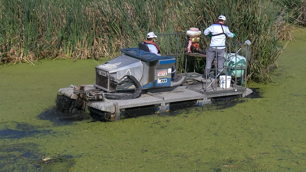 Mahalle sakinlerinden Lale Yıldız, aşırı derecede sivrisinek olduğunu, bu nedenle geceleri uyuyamadıklarını söyledi.<br><br>Çocuğunun vücudundaki sinek yaralarını gösteren Yıldız, "Ateşten dolayı çocukları hastaneye götürüyorlar. Kaşıntıdan dolayı hep tırnak yarası. İlaç kullandık da geçti biraz." dedi.<br><br>Yıldız, dere yatağından dolayı mahallede böcek ve farelerin de çok olduğunu, ilaçlamanın yetersiz kaldığını kaydetti.