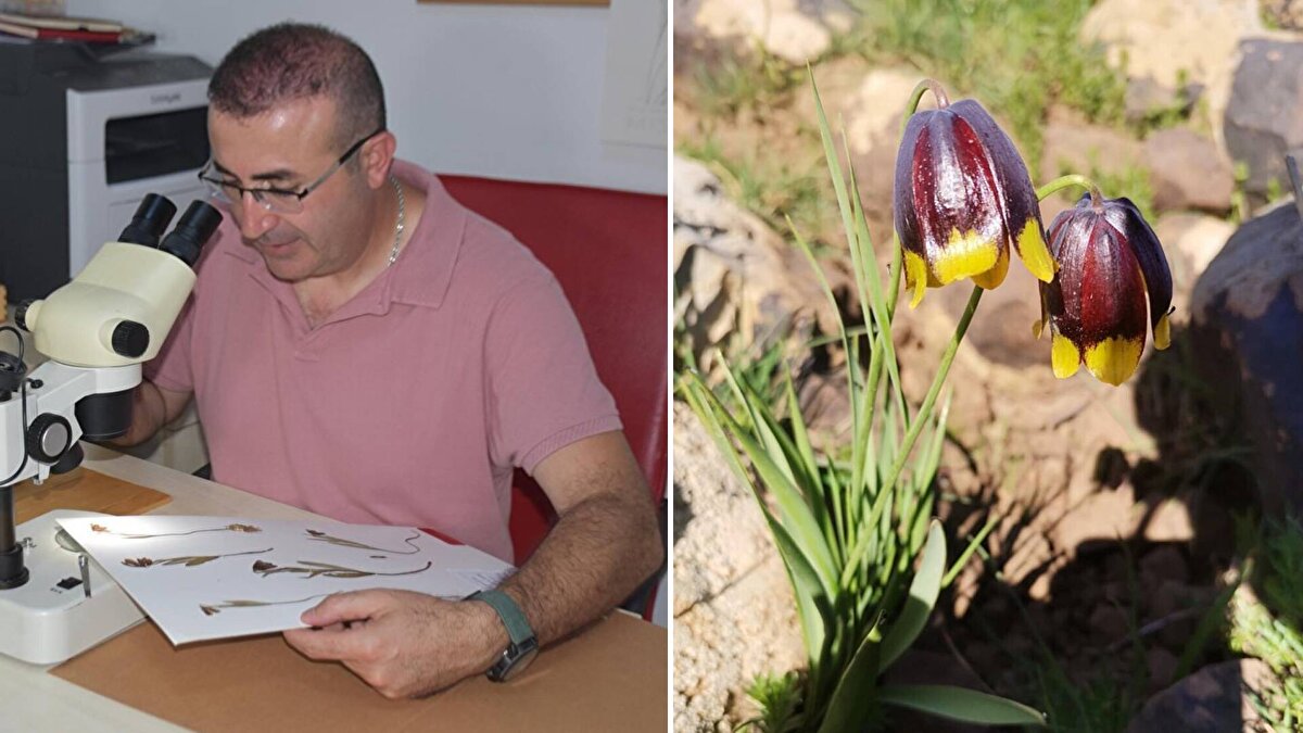 Şanlıurfa Harran Üniversitesi Fen Bilimleri Enstitüsü Biyoloji Anabilim dalında yüksek lisans yapan Veysel Sonay, saha çalışmaları sırasında Elazığ'ın Karakoçan ilçesinin Sarıcan beldesinde rastladığı çiçeğin diğer türlerden farklı olduğunu gördü.