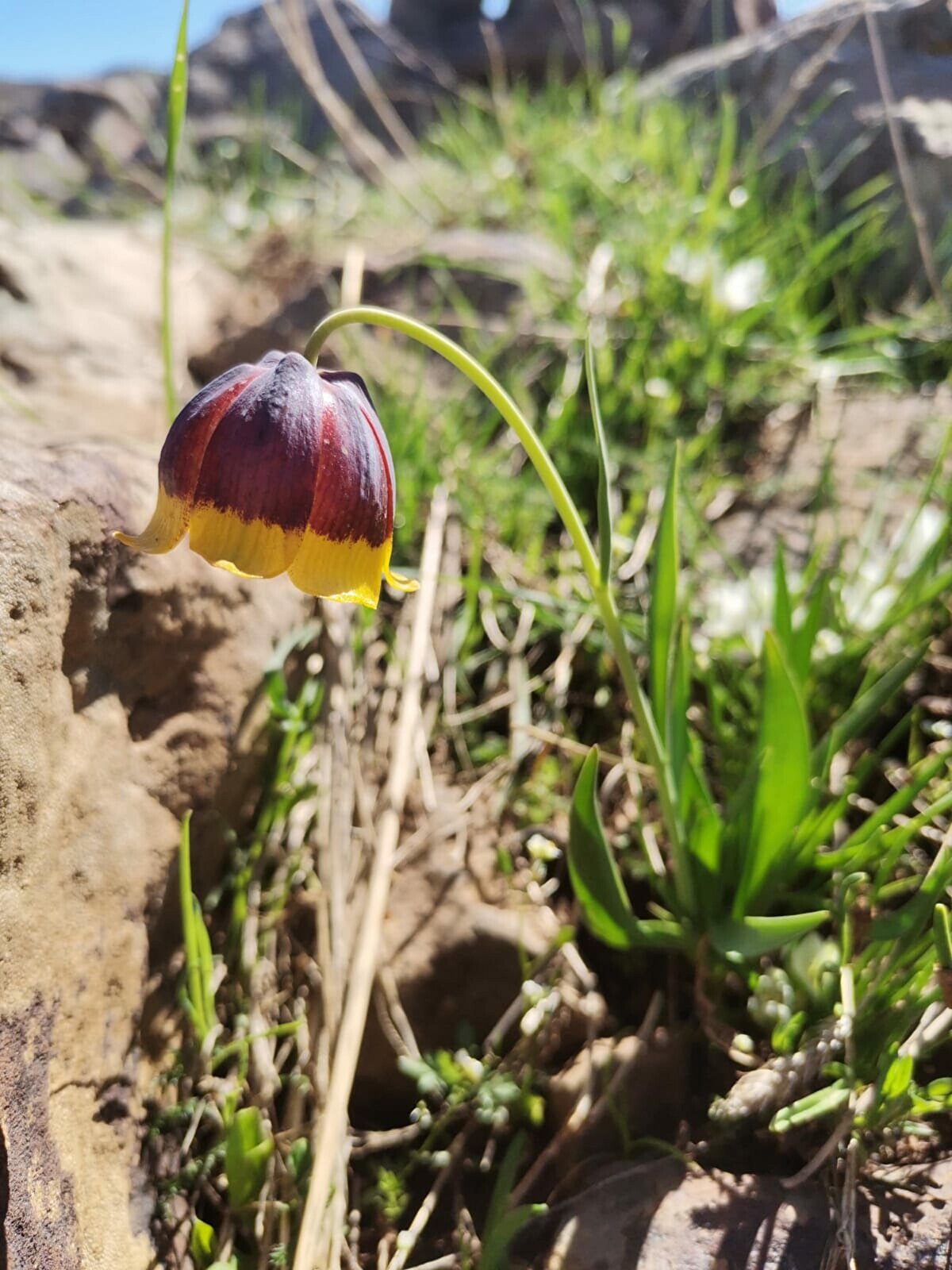  Doç. Dr. Mehmet Maruf Balos ve Prof. Dr. Hasan Akan'ın da dahil olduğu çalışmada üç üniversite akademisyenleri bitki üzerine detaylı çalışmalar yaptıktan sonra, Karakoçan'ın Sarıcan beldesinde keşfedilen bu ters lalenin yeni bir tür olduğu sonucuna vardı.