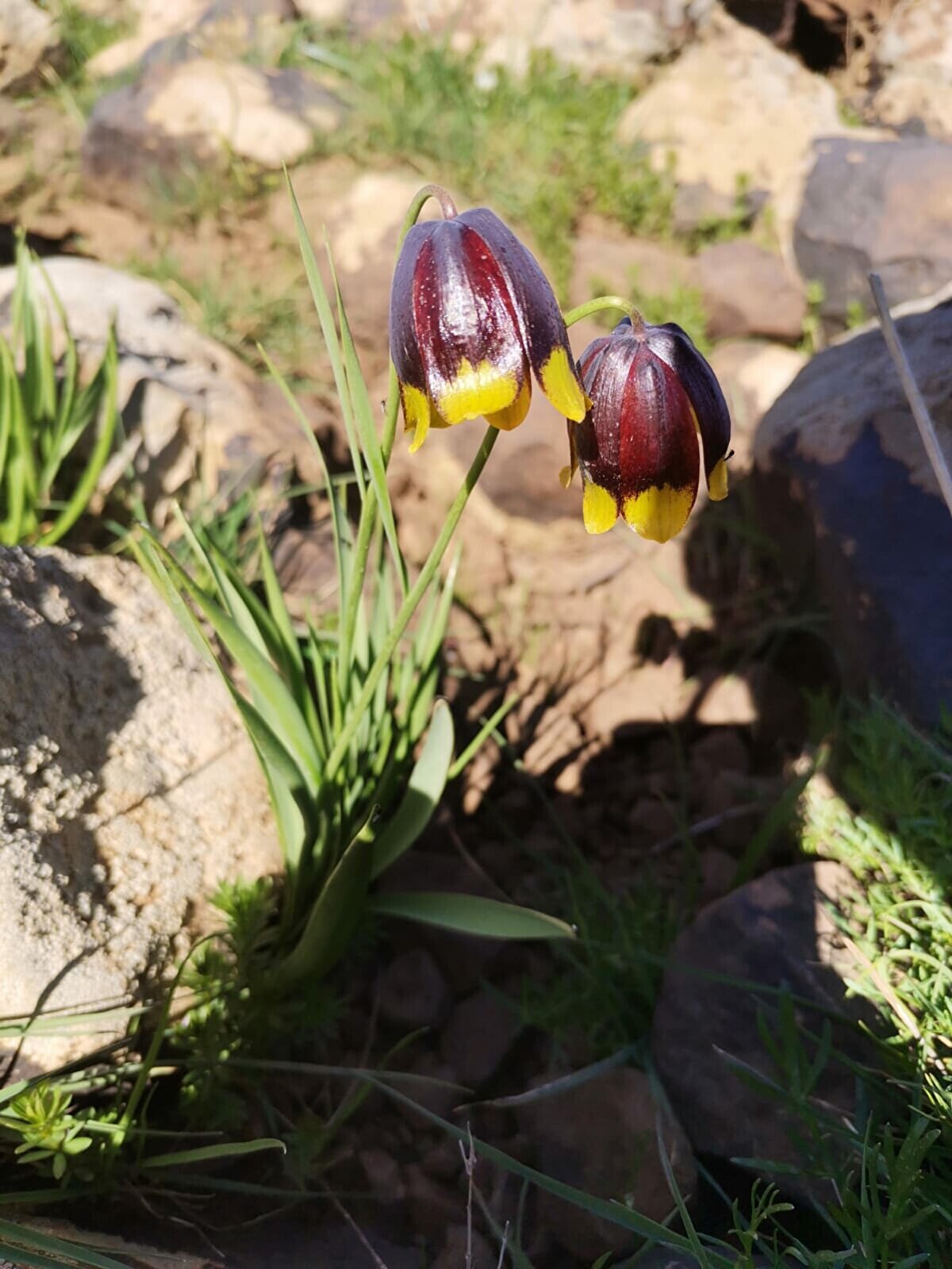 Çalışmalar sonucunda yeni türün diğer türlerden çiçek iç organları, meyve yapısı ve yapraklarının yapısı ile farklılıklar gösterdiği belirtilerek, makalesi Taksonomik Botanik camiasının önemli bilimsel dergilerinden olan Finlandiya merkezli 'Nordic Journal Of Botany' dergisinde Haziran 2023 tarihinde yayınlandı.