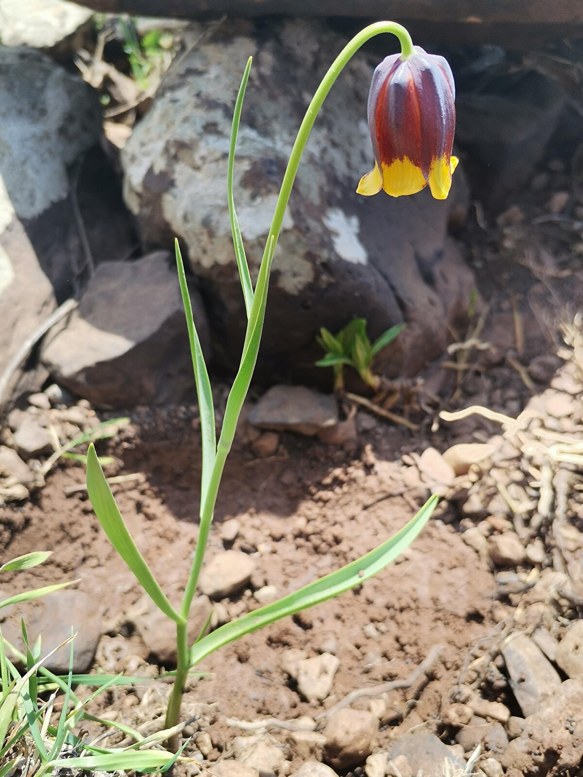 Türkiye'nin ve Yunanistan'ın bulunduğu Asya'nın uç kısmı olan üçüncü çeşitlilik merkezinde, bu bitkiyle beraber 49 ters lale türü oldu. Dünyadaki en fazla ters lale türünü barındıran ülke konumundayız. Endemik sayısı bakımından da çok önemli bir noktadayız. 49 bitkiden 26 tanesi endemiktir. Endemizm oranına baktığımızda yüzde 53 olduğunu görüyoruz" diye konuştu.