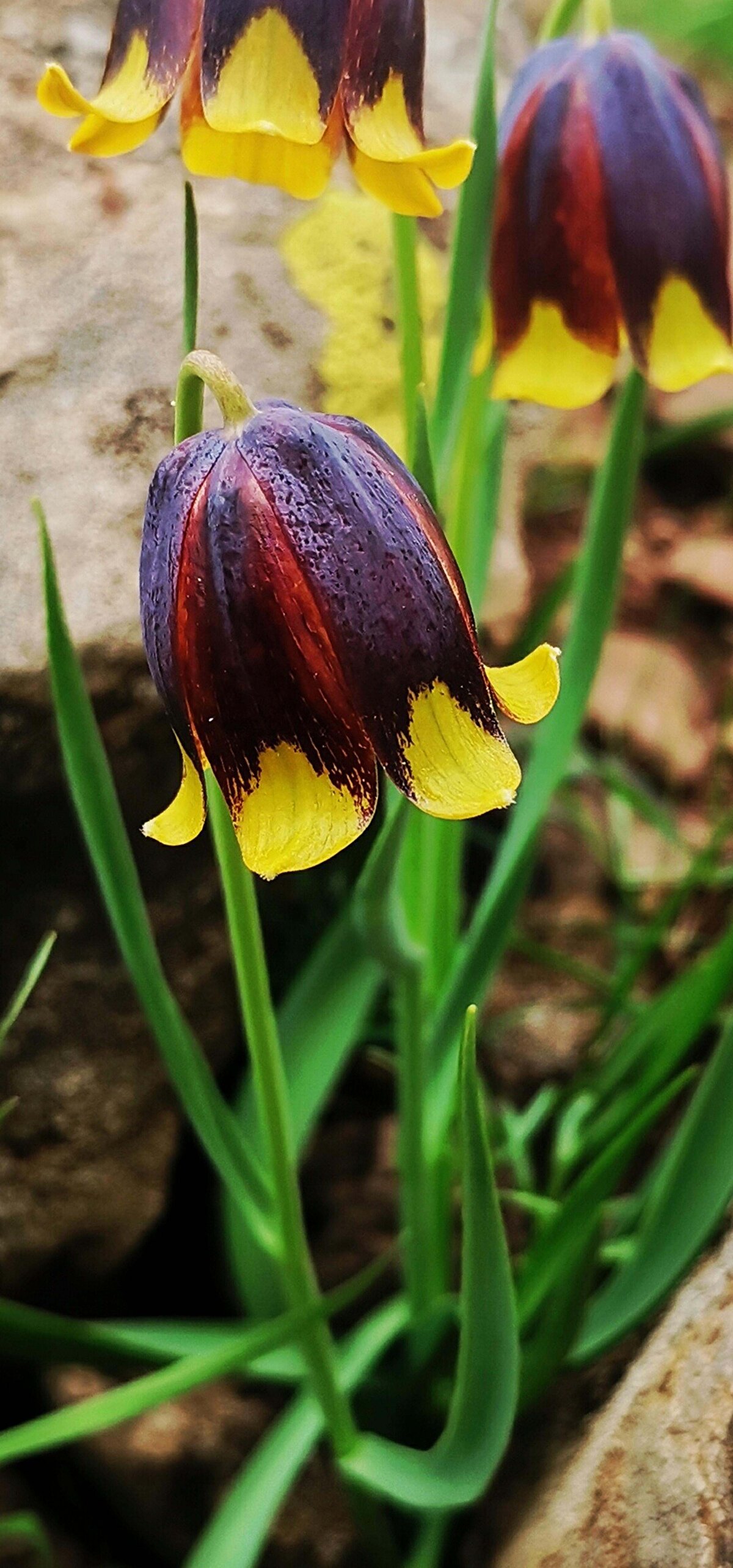 '30 SANTİMETREYE KADAR BOYLANABİLİYOR'<br>'Karakoçan lalesi' daha çok erken baharda görüldüğünü söyleyen Prof. Dr. Yıldırım, "Bunlar soğanlı yumrulu bitkilerdir. Çiçeklerinin oldukça zarafetli bir görüntüsü vardır. Kahverengi kırmızımsı bir doku üzerine uç kısımları sarı renkte olan boynu bükük, ters bir lale şeklindedir. Hakkari, Van tarafında yayılış gösteren 'Ağlayan gelin' olarak bilinen bir bitkimizin yakın akrabasıdır. Bu bitkinin özellikle süs bitkisi potansiyeli oldukça yüksektir. 