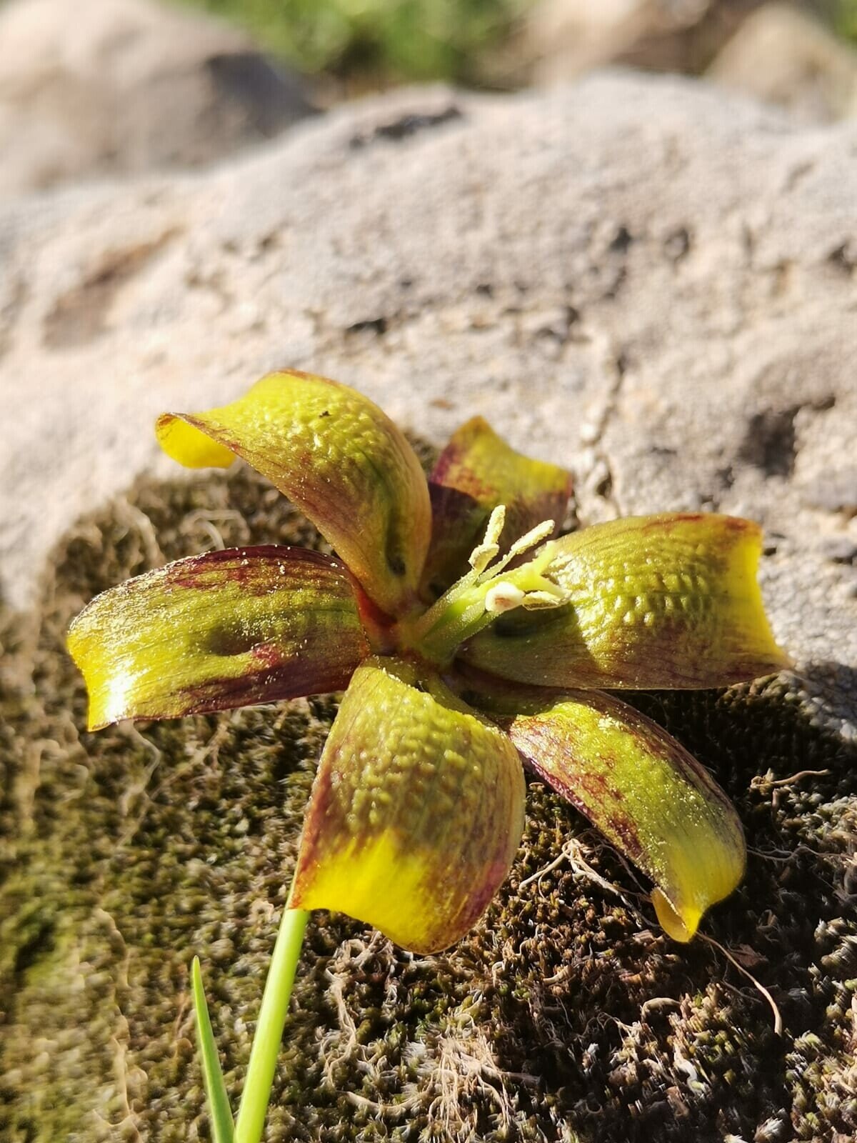 Bu süreçte Türkiye'de ters lale uzmanı olan Aksaray Üniversitesi Biyoloji Bölümü Öğretim Üyesi Prof. Dr. Mehtap Tekşen'e danışılarak, bilimsel çalışma başlatıldı. 