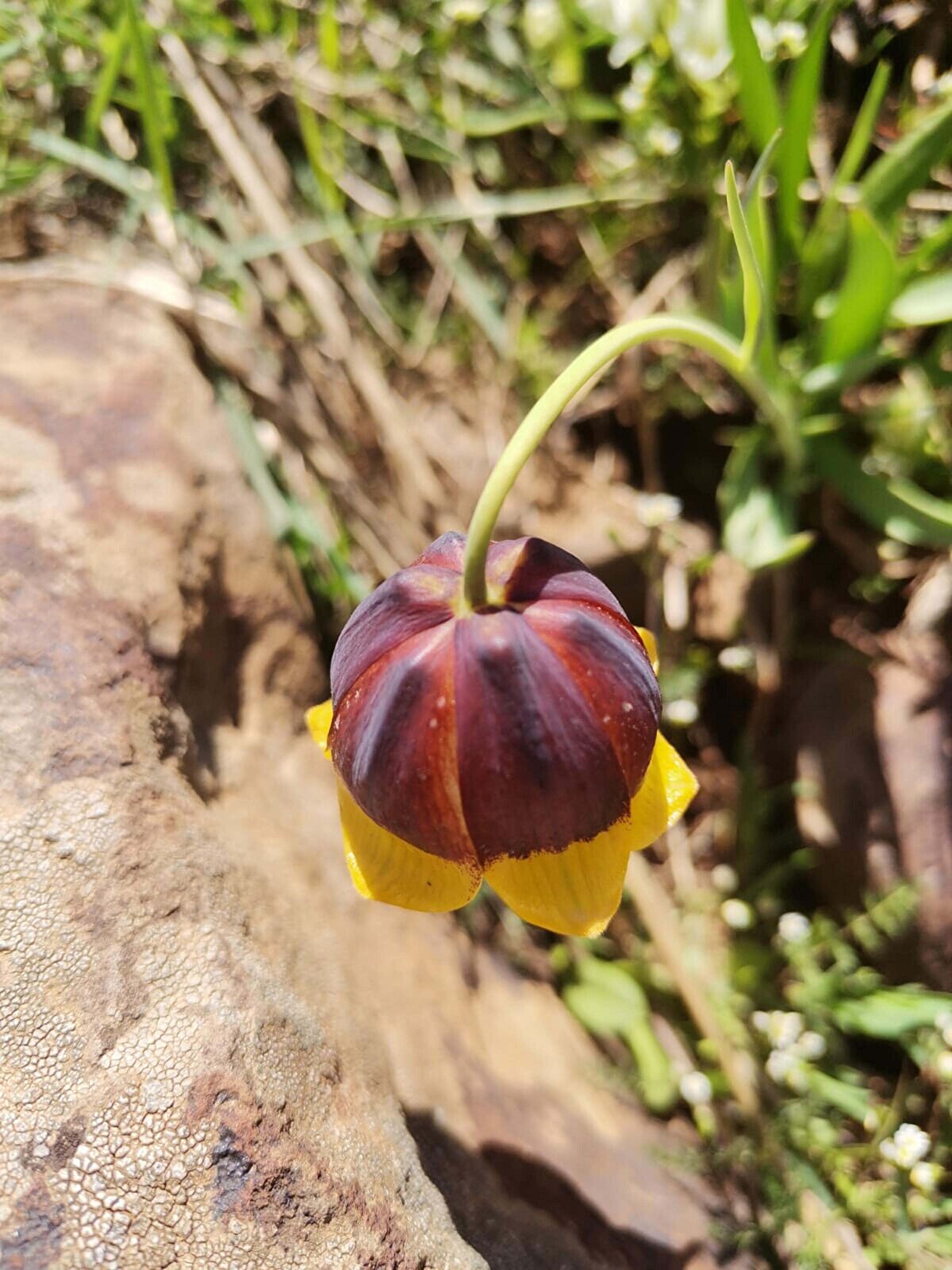 Akademisyenler tarafından yazılan bilimsel makalede yeni tür, çiçek benzerliğinden dolayı, Erzurum, Kars ve Ağrı illerinde yayılış gösteren Fritillaria michailovskyi (sarı dudak), İran'da yayılış gösteren Fritillaria reuteri ve Yunanistan'da yayılış gösteren Fritillaria rhodocanakis ile karşılaştırıldı.
