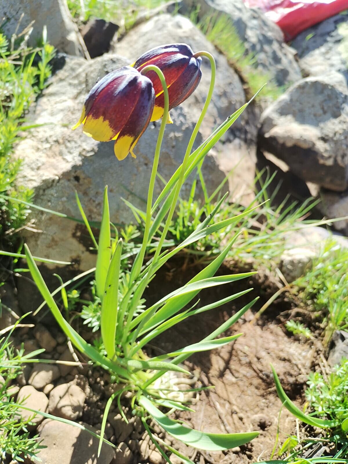 Özellikle yurt dışında da birçok bitki toplayıcısının bu anlamda gözü ülkemizin üzerindedir çünkü gerçekten de bu türler yurt dışına kaçırılan bitkilerin başında geliyor. Bu anlamda da dikkatli olmak gerekiyor. Ülkemizde dünyadaki konumu açısından en fazla ters lale türünü içermesi nedeniyle göz önünde olan bir ülke. Yaklaşık 25-30 santim uzunluğuna kadar boylanabilen ince, uzun yapraklara sahip olan bir bitkidir" ifadelerini kullandı. 