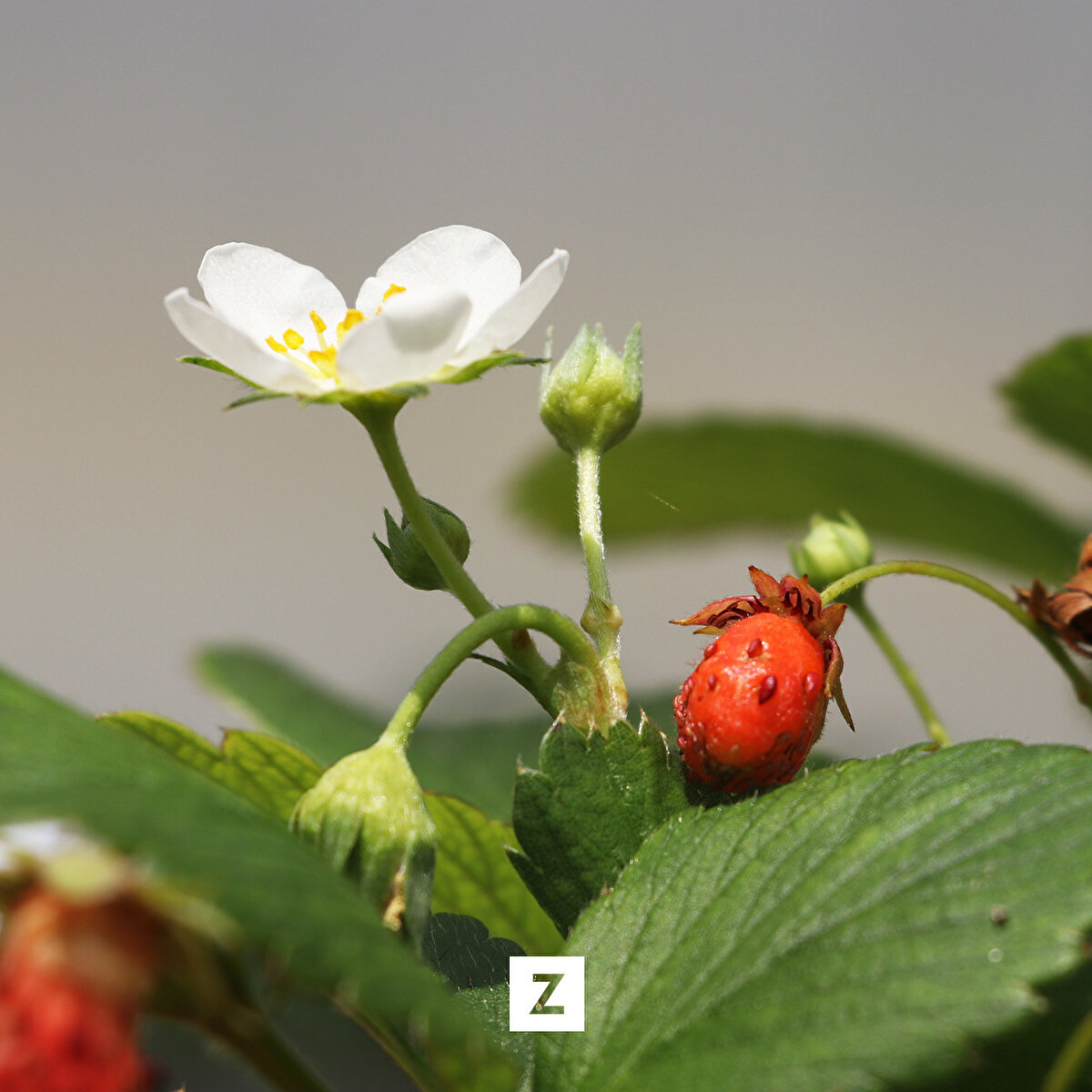 Osmanlı çileğinin tüm özellikleriyle diğer çileklerden farklı olduğuna dikkati çeken Topçu, "Bizim için Osmanlı çileğini değerli kılan, tadı ve aroması. Başka hiçbir çilekte bulunmayan tat, aroma ve kokuya sahip. Bunun için yeni çeşit geliştirmek isteyen özellikle araştırmacılar ve melezleme ıslahı yapan üreticilerimiz, Osmanlı çileğini ana bitki olarak kullanıyor." ifadesini kullandı.