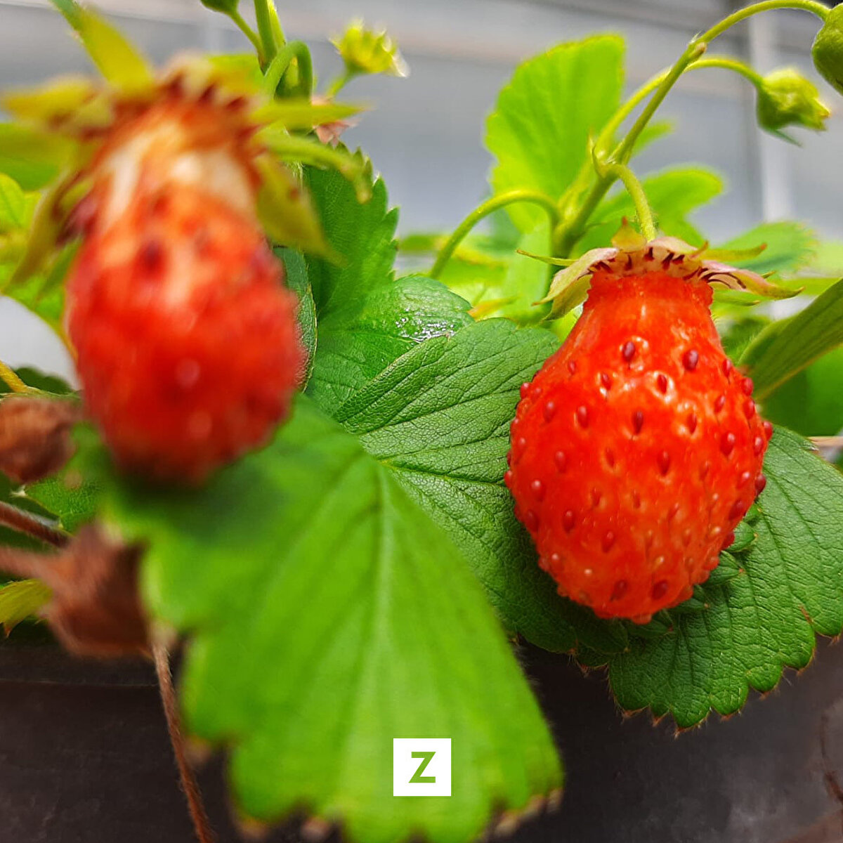 Birim Müdürü Doç. Dr. Hayat Topçu, virüsten ve bakteriden ari şekilde üretim yaptıklarını söyledi.