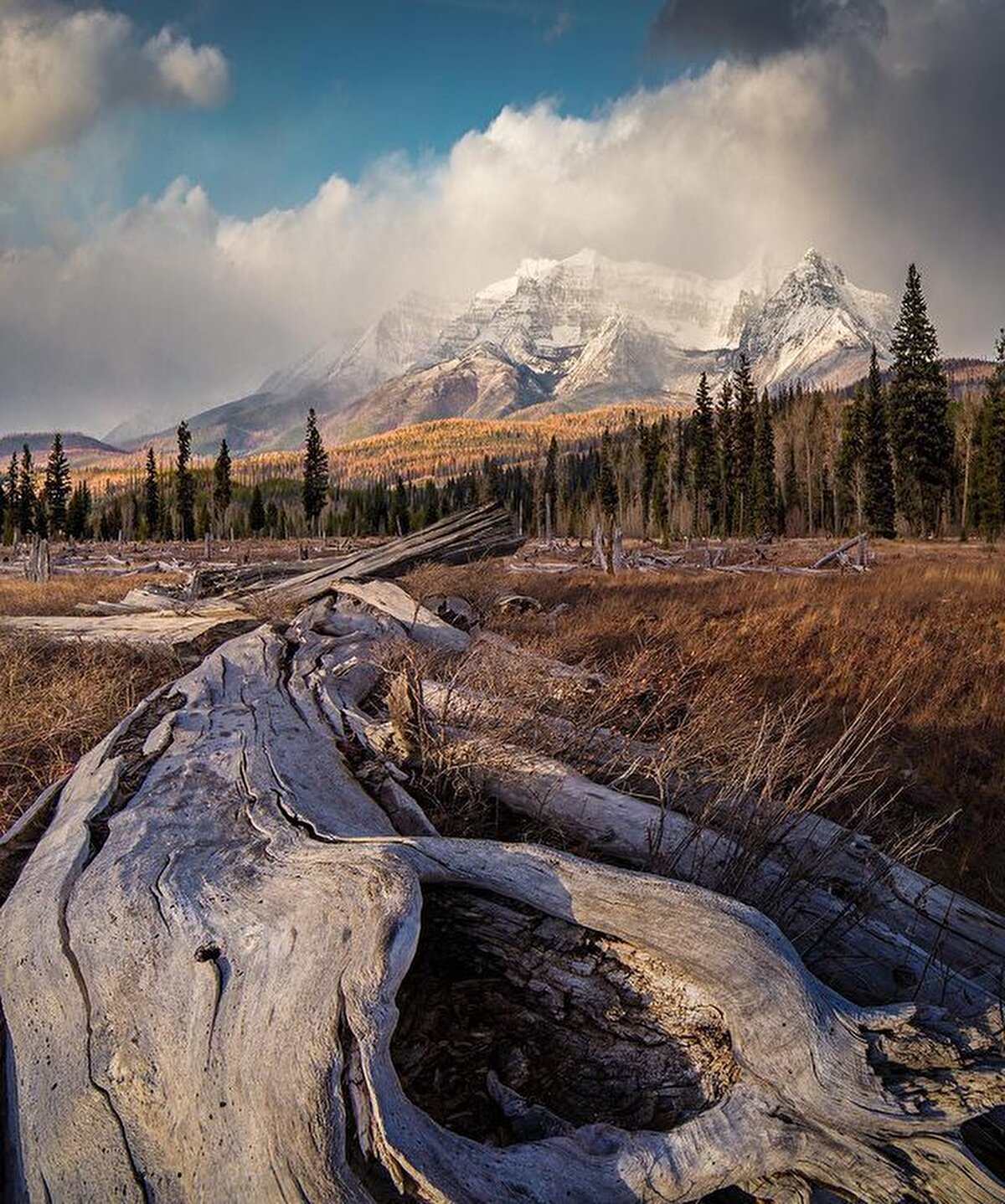 Yağmur ormanları, eski sedir ağaçları, kır çiçekleri de parkın vazgeçilmez güzellikleri arasında bulunuyor.