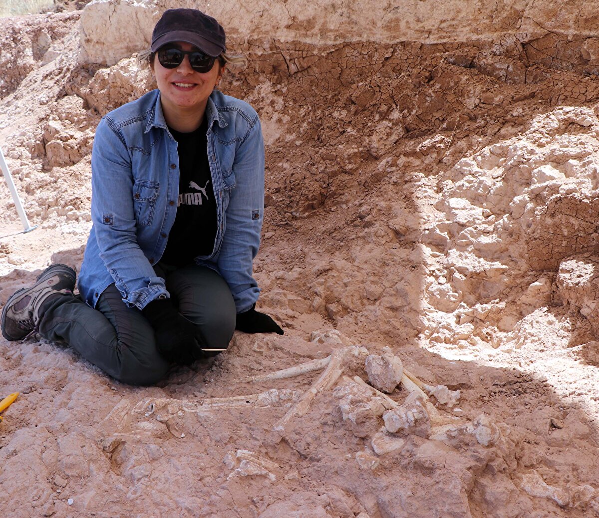 'BU ZAMANA KADAR 612 FOSİL BULDUK'<br>Yapılan kazı çalışmalarıyla ilgili konuşan Uzman Antropolog Oğuzhan Köylüoğlu, “2017'nin Eylül ayında kurtarma kazısı olarak başladığımız kazı, günümüze kadar devam etmektedir. Bu zamana kadar Yamula Barajı lokalitelerinde (küçük yerleşim birimi) 612 iki tane fosil bulduk. Bunlar farklı lokalitelere ayrılıyor. Buralardan çıkan fosiller genellikle, 'proboscidea' dediğimiz hortumlugiller, 'giraffidae' dediğimiz zürafagiller ailesi, atgiller ailesi ve boş boynuzlular gibi fosilleri bulmaktayız. Bunun haricinde, 'carnivora' dediğimiz etçil hayvanlara ve 'domuz' dediğimiz canlılara da rastlamaktayız" diye konuştu.