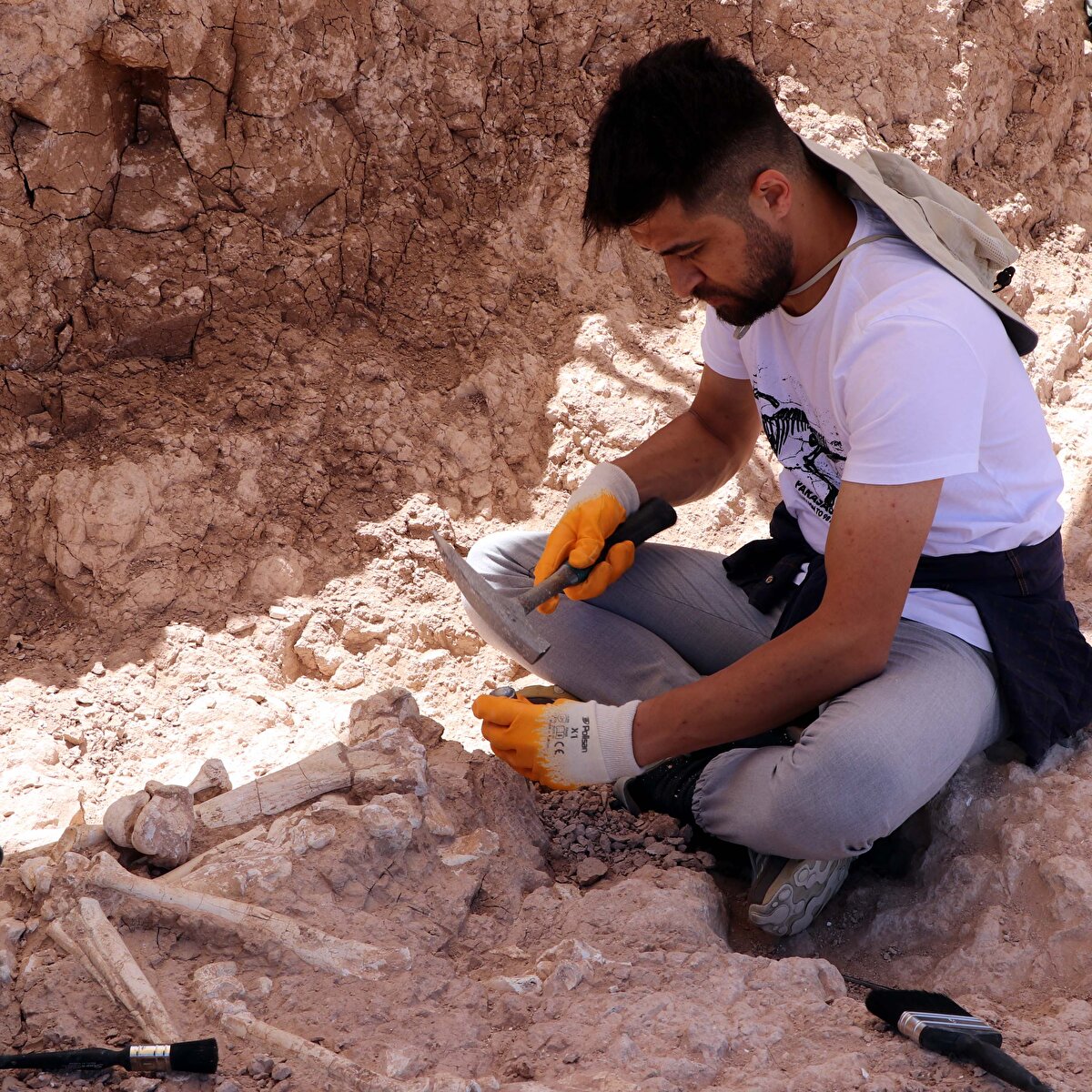 'ŞU ANA KADAR 30'A YAKIN FOSİL BULDUK'<br>Bu yıl yapılan çalışmalara değinen Köylüoğlu, "Bu yılki çalışmalarımız 7 Haziran'da başladı ve şu ana kadar 30'a yakın fosil bulduk. 10-15 tane de çıkardığımız fosil var. Şu an daha önemli bir buluntuya rastladık. Normalde biz, eklemli fosilleri 'at' ve 'bovidae' dediğimiz boş boynuzlular üzerinde buluyorduk ama bu sene, bir zürafaya ait ön kol kemiği bulduk. Bu tabii ki de eklemli bir halde bulunuyor. Bizim, 'radius unla' ve 'humerus' dediğimiz kısımların birleşmesiyle güzel bir şekilde korunmuş, kırılmadan günümüze kadar ulaşmış bir fosil var. Arkadaşlarımız da onun üzerinde çalışıyorlar. Zürafanın haricinde at, koyun, keçi ve antilop gibi canlılara da rastlamaktayız. Ama atın günümüz atlarından ayrı bir özelliği üç toynaklı olması. Bu da 7,5 yıl öncesinde evrimleşmiş, 'hiperion' dediğimiz bir at türüne ait" ifadelerini kullandı.