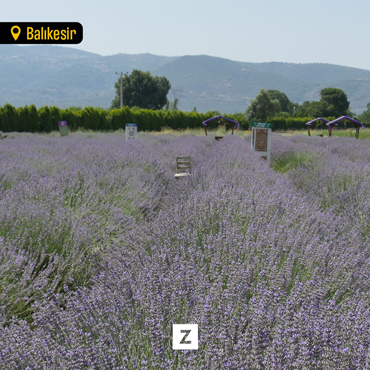 Balıkesir'de düzenlenen 4. Aromaterapi Festivali'nin ikinci gününde aromatik bitki çeşitleri toplandı.​