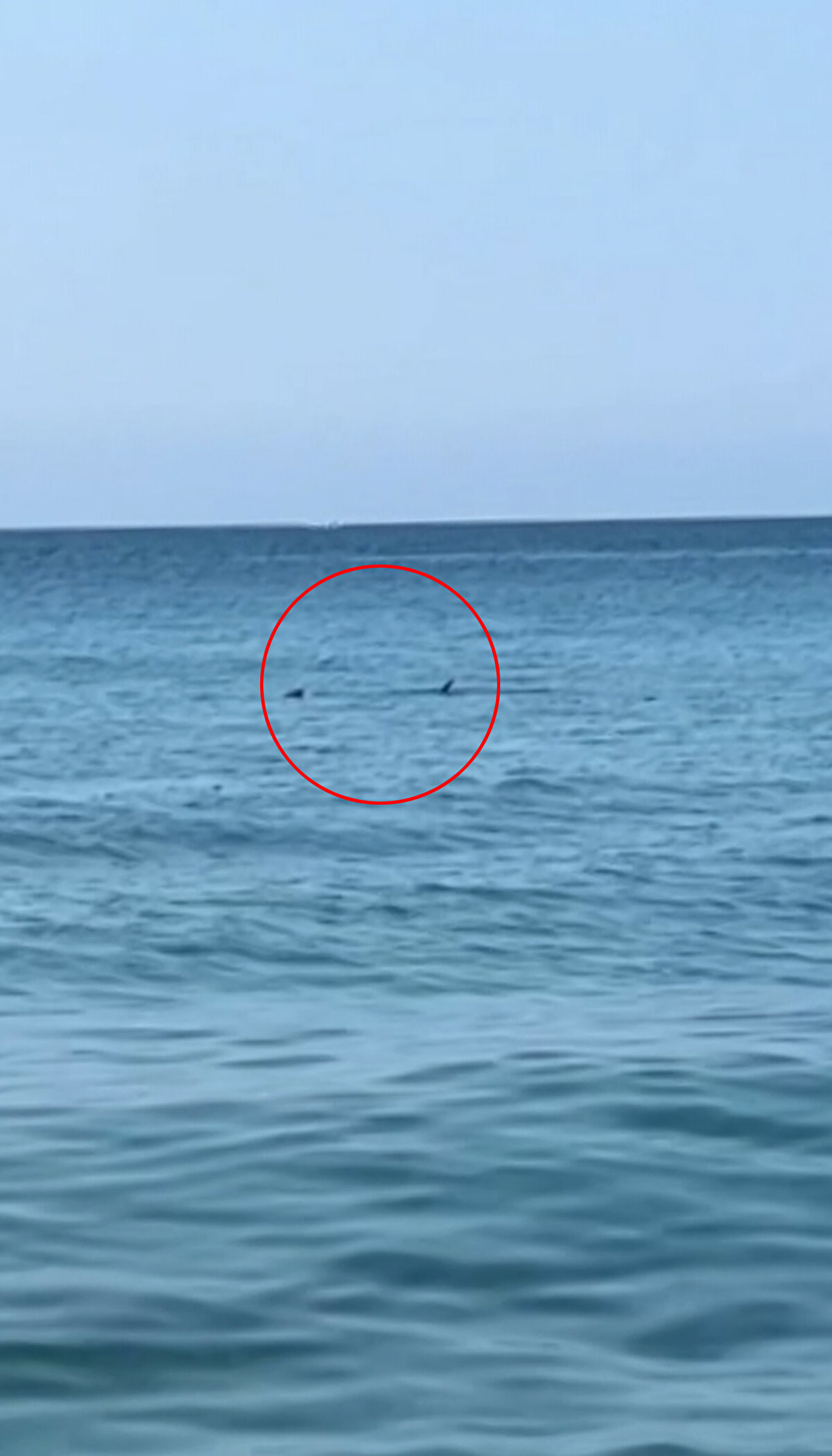 Balığın sahil bölgeleri ile sığ sularda nadir görüldüğünü söyleyen Gökoğlu, şu bilgileri verdi:<br><br>"2,5 metre boya ulaşabilen, kılıç balığına benzeyen, genellikle sırt yüzgeci suyun dışında, kuyruk yüzgecinin üst lopu da suyun dışında yüzen bir balık türü. Bu balık, kıyılarımızdaki sardalya ve istavrit gibi balıklarla besleniyor. Akdeniz'de çok nadir görülen bir balık. Kimseye zararı olmayan bir balık türü. Vatandaşlarımız bunu gördüğü zaman köpek balığına benzetiyor. Özellikle son zamanda, Mısır'daki köpek balığı vakasından sonra bir panik var. Dolayısıyla bu tür görüntüler vatandaşı paniğe sokuyor."