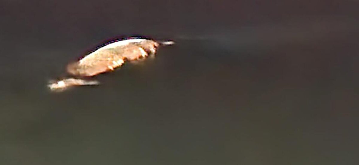 Çevredekiler fotoğraf ve video çekip, sosyal medya hesaplarında paylaştı.<br><br>