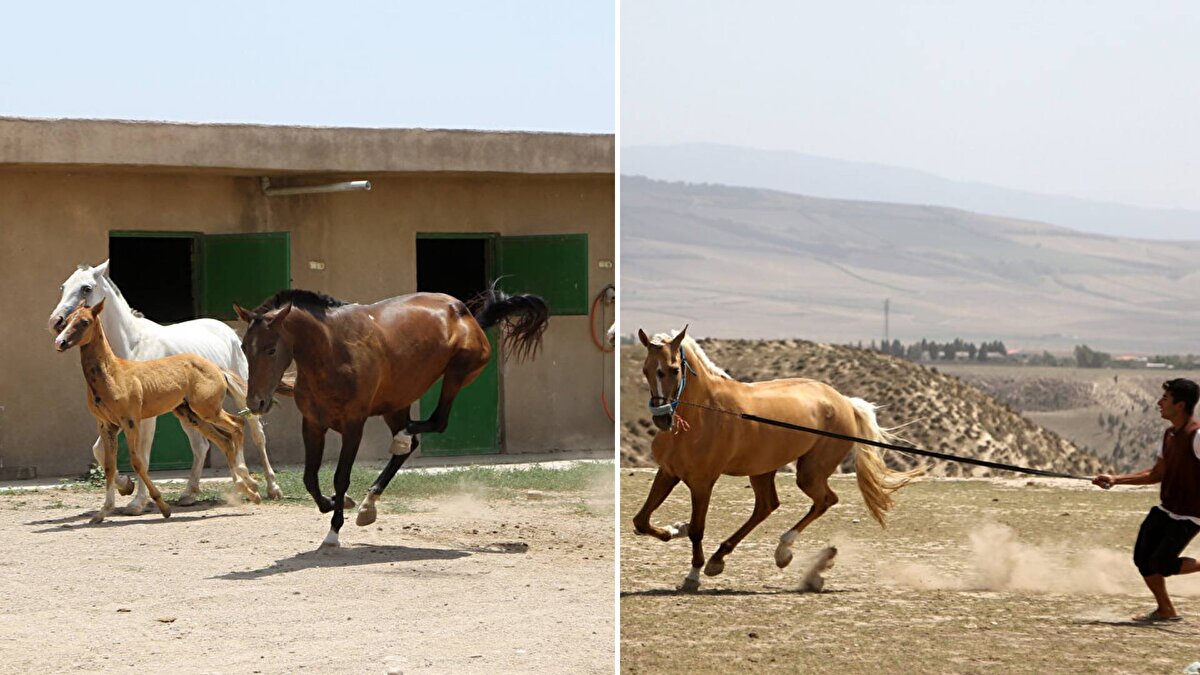 Uzun yol sürüşü, yarış veya gösteri için yetiştirilen atlar, turistlerden de yoğun ilgi görüyor.