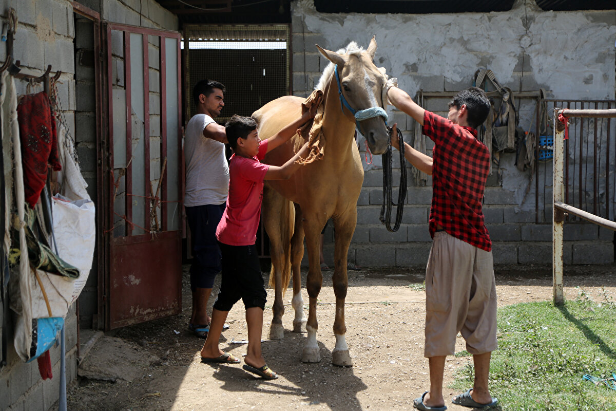 "Türkmen atının annesi"<br><br>Yıllar önce neslinin tükendiği ya da tükenmek üzere olduğu söylentileri yayılırken ABD asıllı Louise Laylin'in araştırmaları ve gayretleriyle İran'da tekrar çoğaltılmaya başlanan Türkmen atları, kısa sürede at tutkunlarının dikkatini çekmeyi başardı.
