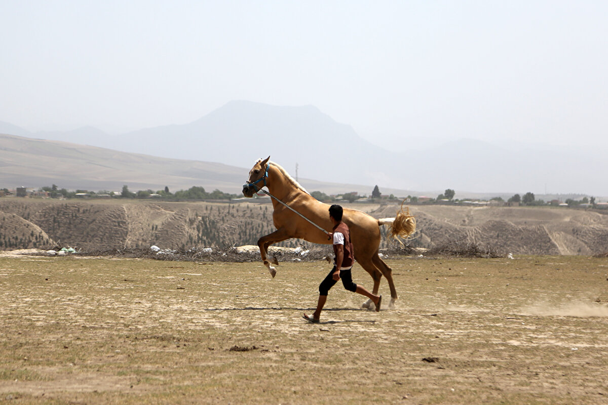 Hazar atından sonra Türkmen atına da aynı hassasiyetle yaklaşan Firuz, soyu tükenmek üzere olan bu at cinsine de gereken önemin verilmesini sağlayarak başka üreticilerin de onları tercih etmesine sebep oluyor.<br>