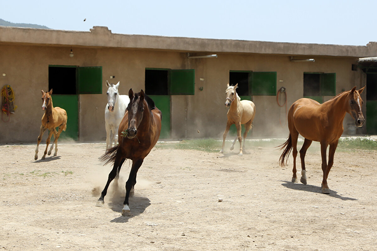 Nefespur, "Al Sakkar" adındaki Yemut cinsi bir atı işaret ederek, bu atın 35 yaşından büyük olduğunu ve babasının Şah döneminde Türkmenistan'dan satın alındığını kaydetti.<br><br>Al Sakkar'ın kendisi için çok önemli olduğunu dile getiren Nefespur, bu atın yavrusuna da "Louise" adını verdiğini aktardı.<br><br>Nefespur, "Louise gibi bir at verdi bana. Louise eşsiz bir attır. Al Sakkar'ın diğer yavrusu Penah ise altın rengiyle hem güzellikte hem de hızda rakip tanımıyor." şeklinde konuştu.