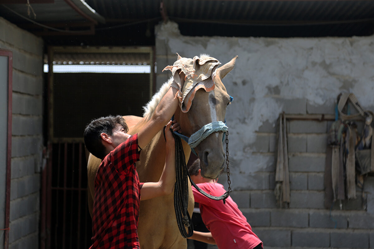 Çocukluğundan beri atlara merakı olan, Washington'da doğup Virjinya'da bir çiftlikte büyüyen Laylin, üniversite yıllarında tanışıp evlendiği Kaçar hanedanı prenslerinden Nersi Firuz ile İran'a yerleşerek bir at çiftliğinde zengin aile çocuklarına binicilik dersleri vermeye başlıyor.<br>
