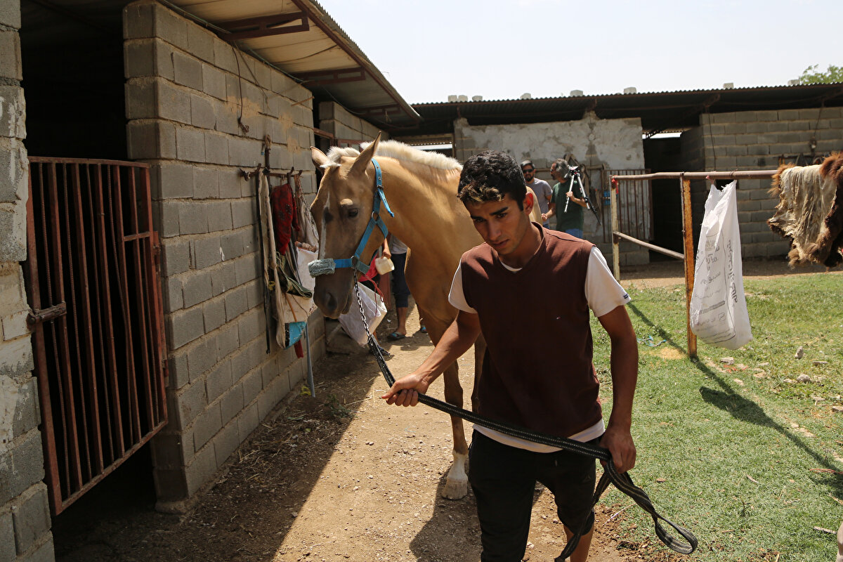 Daha sonraki araştırmalarında kısa boylu, tazı gibi ince belli ve büyük burun deliklerine sahip, uzun boyunlu, ince kafalı bu atların Arap ve Türkmen cinsi atların da atası olduğu kanaatine varıyor.<br>