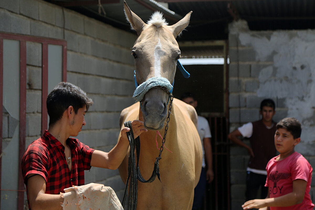 Firuz, yaptığı araştırmalarda bu atların, soylarının tükendiği sanılan "Hazar atı" olduğunu öğrenince bulduğu safkan cinsleri satın alarak çoğaltmaya yöneliyor.<br>