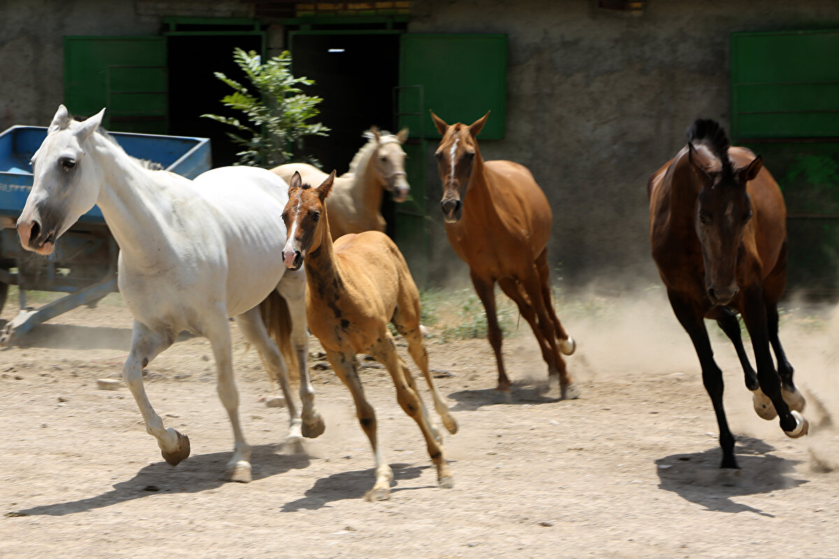 Bazı Türkmen atlarının fiyatı 500 bin lirayı geçiyor<br><br>Nefespur, konuşmasını şöyle sürdürdü:<br><br>"Penah özel eğiticisiyle kalıyor, çiftliğe getirmiyorum. Gelecek yıl yapılacak güzellik yarışmasına ve at yarışlarına hazırlanıyor. Penah'ın babası Ahalteke'dir. Rengini ve heybetini babasından, dayanıklılık ve çevikliğini de annesinden aldı.