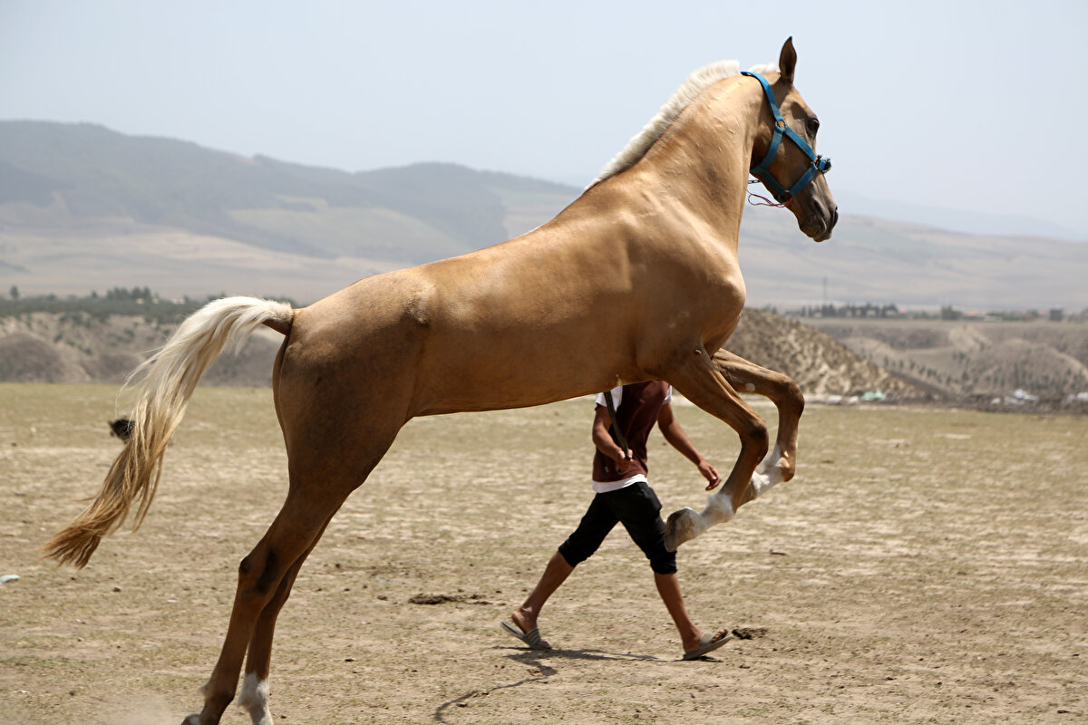 Nefespur, gelir kaynağı olarak daha çok yabancı turistlere yönelik at gezileri düzenlediğini, Gülistan Ormanı'ndaki gezilerin 2-3 gün sürdüğünü ve misafirlerle ormanda kamp yaptıklarını aktardı.<br>