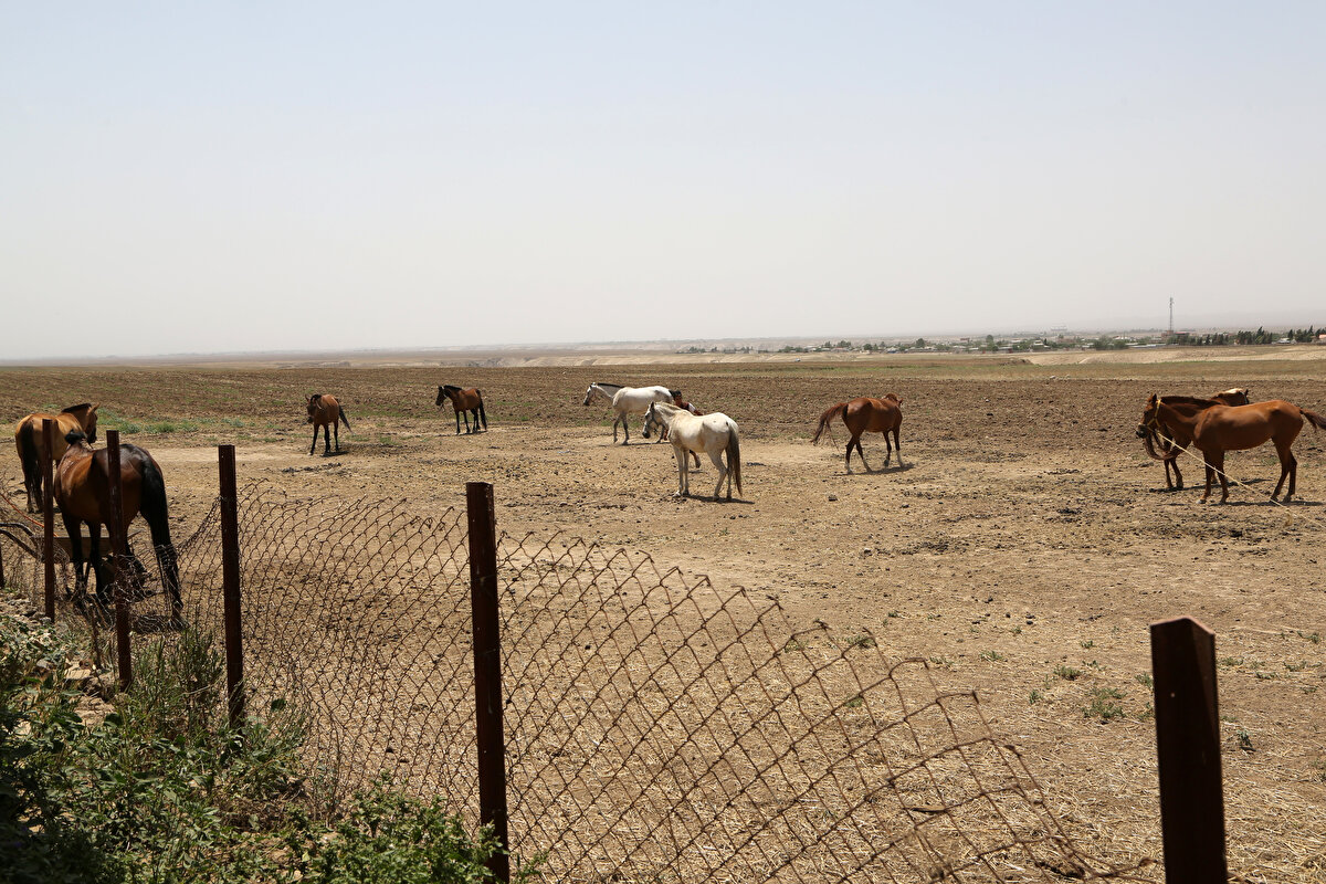 Düzenli olarak at yarışlarının düzenlendiği Kelale kentinin Süfyan köyü, Türkmen atlarının merkezi olarak biliniyor.<br>