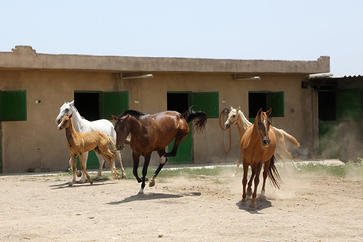Bazı yetiştiriciler, "merasim atı" olarak da adlandırılan gösteri atları ile güzellik yarışmalarına katılırken bazıları ise uzun yol atları ile turistlere Gülistan Ormanı'nda gezi ve kamp hizmeti veriyor.<br>