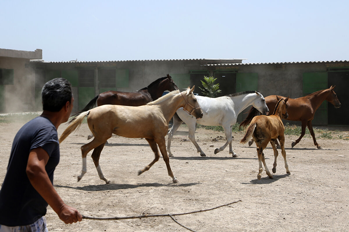 Türkmen atlarının fiyatları değişiklik gösteriyor. 50 milyon tümene de (yaklaşık 25 bin Türk lirası) bulunabilir 1 milyar tümene de (yaklaşık 500 bin Türk lirası). Duruşu, annesi, babası, rengi, zarifliği, çevikliği gibi özellikler fiyatların belirlenmesinde belirleyici oluyor."<br>