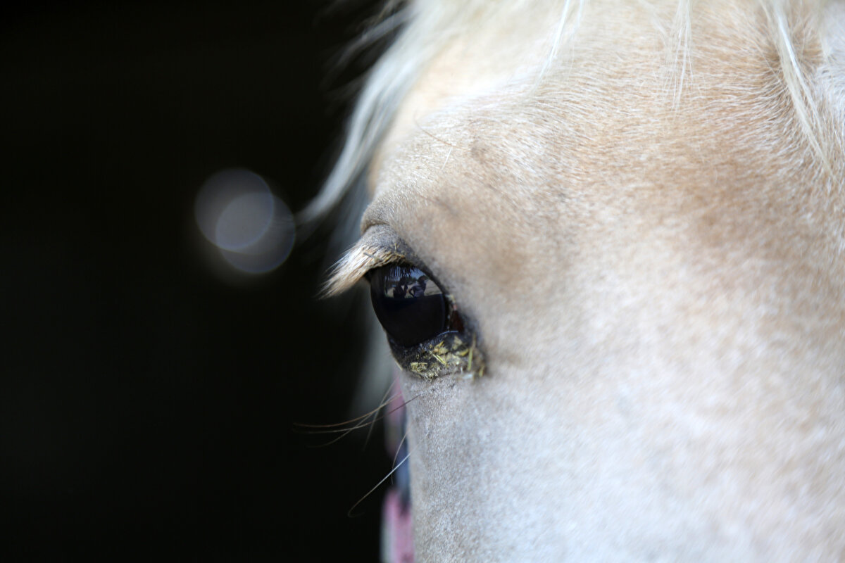 Bölgede iki çeşit Türkmen atı yetiştiriliyor<br><br>Nefespur, sözlerini şöyle sürdürdü:<br><br>"Bölgemizdeki Türkmen atlarının annesi Louise Firuz'dur çünkü o Türkmen mirasını koruyarak bize yeniden hatırlattı. Biz unutmuştuk, soylarının nereden geldiğini bilmiyorduk. Onun (Firuz'un) sayesinde şimdi atların soy kütüğünü biliyoruz. Hangi atın babasının ya da annesinin kim olduğunu artık kayıt altına alıyoruz."