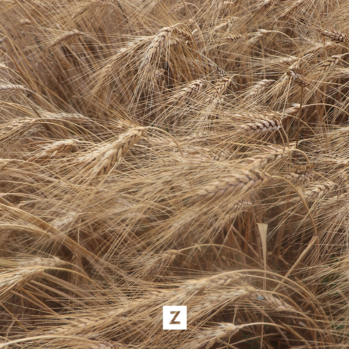 Merkeze bağlı Taşkale köyündeki tahıl ambarında yüzlerce yıldır, bir sonraki ekime kadar rutubet ve güneşten korunan bu çeşidin tohumunu bulmak zorlaşınca, ilde faaliyet gösteren Duru Bulgur firması ve Karamanoğlu Mehmet Bey Üniversitesi iş birliğinde, yerli buğdayın genetik kalitesini korumak ve gelecek nesillere aktarmak için 2018 yılında bir proje başlatıldı.