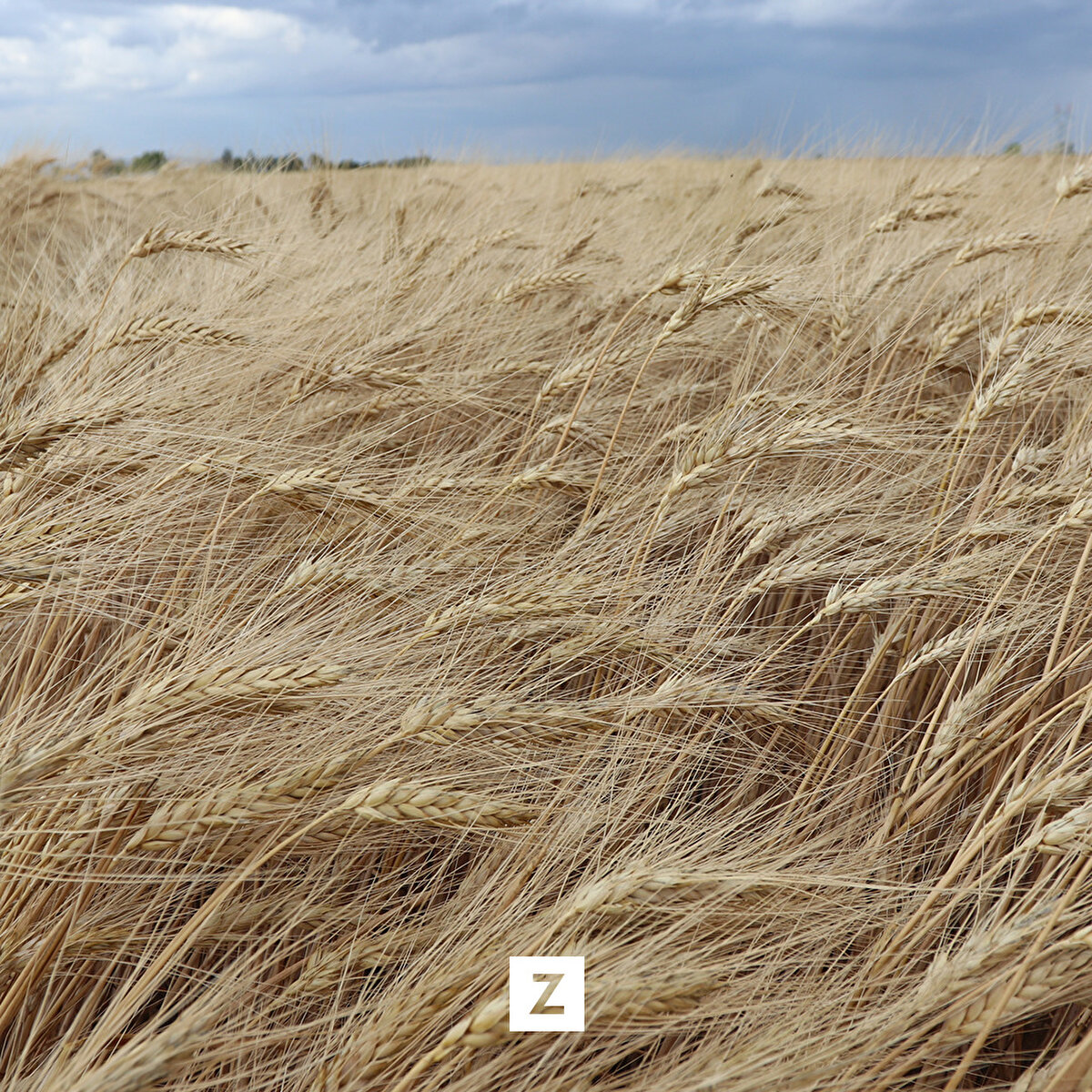 Lezzetli ve kaliteli bulgur elde edildiği için Karaman'da üreticinin tercih ettiği yerel buğday çeşidi "Ahmet buğdayı", yüzyıllardır bölgede ekilip biçiliyor. Fakat üreticiler daha fazla ürün veren sertifikalı buğdaylara yönelince bu çeşit neredeyse hiç ekilmez oldu.