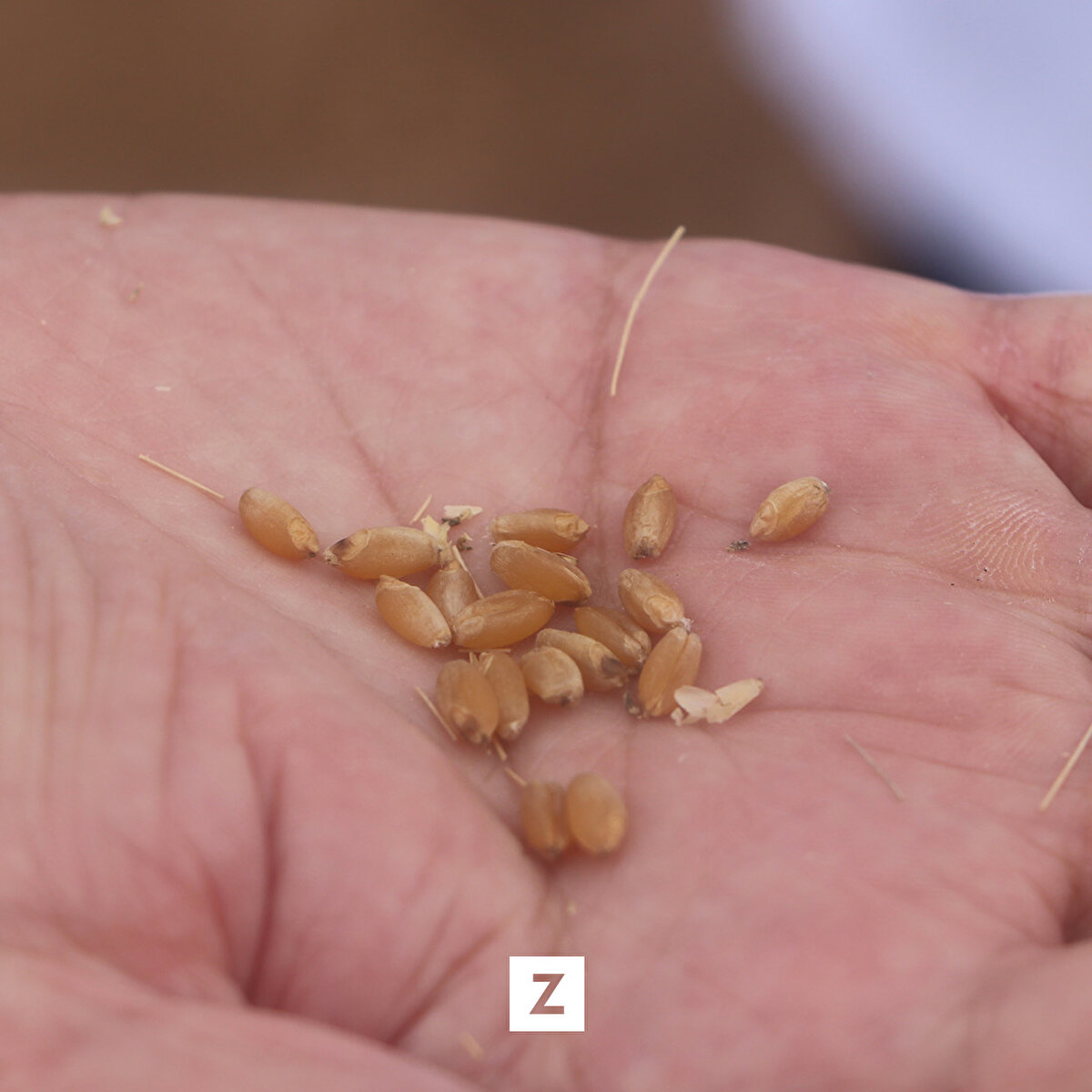 Karamanoğlu Mehmetbey Üniversitesi (KMÜ) ile bir bulgur fabrikası tarafından ortaklaşa yürütülen proje kapsamında ıslah edilen 'Ahmet buğdayı'nın tohumları, bu yıl ekim döneminde çiftçiyle buluşacak.​