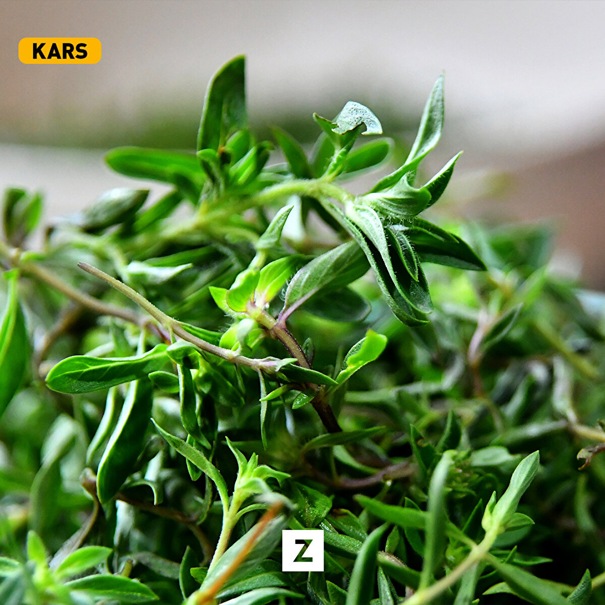 Kars'ın Sarıkamış ilçesinde son haftalarda yağan yağmurların ardından ortaya çıkan zahterler, vatandaşlar tarafından toplanmaya başlandı.​