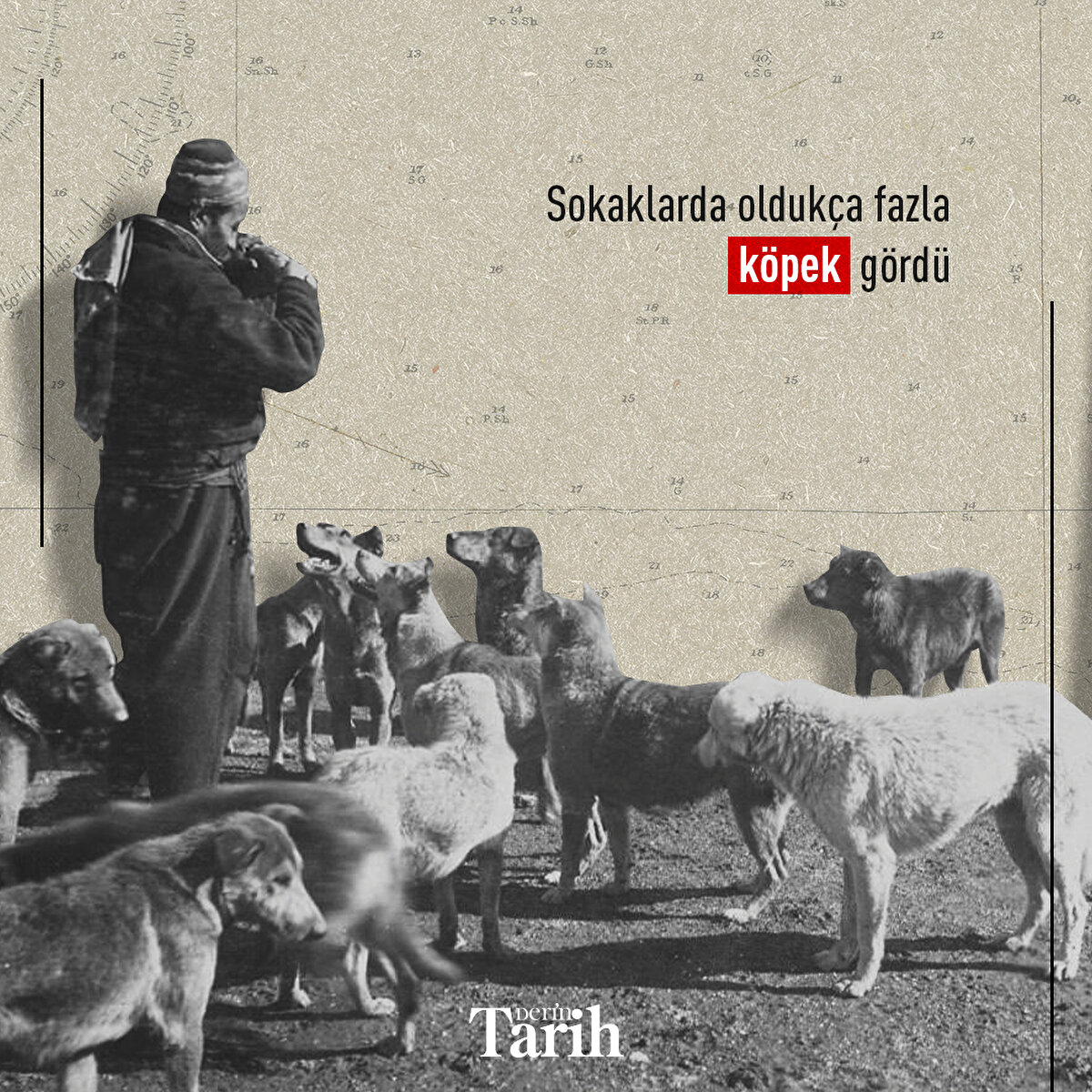 Sokaklarda oldukça fazla köpek gördü